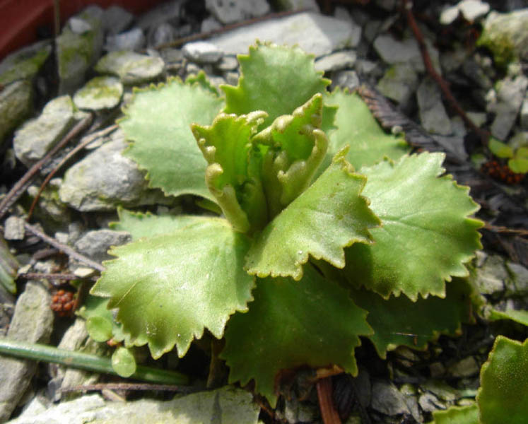 Primula hirsuta en fleurs sur des éboulis siliceux dans les Alpes